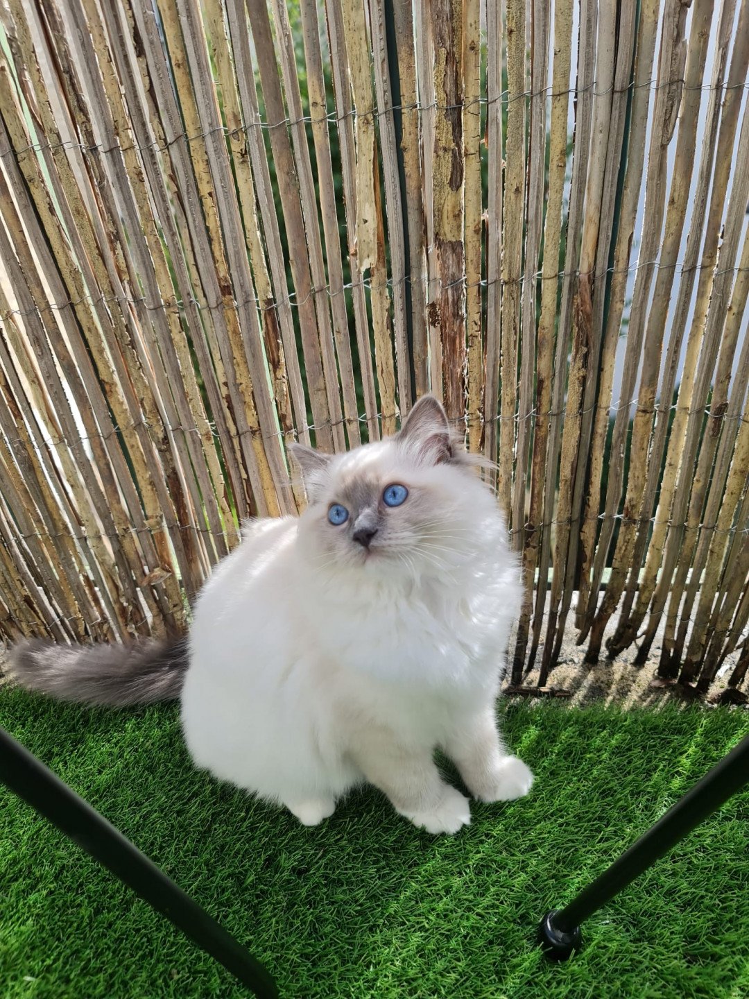 Chat Ragdoll A Donner 2023