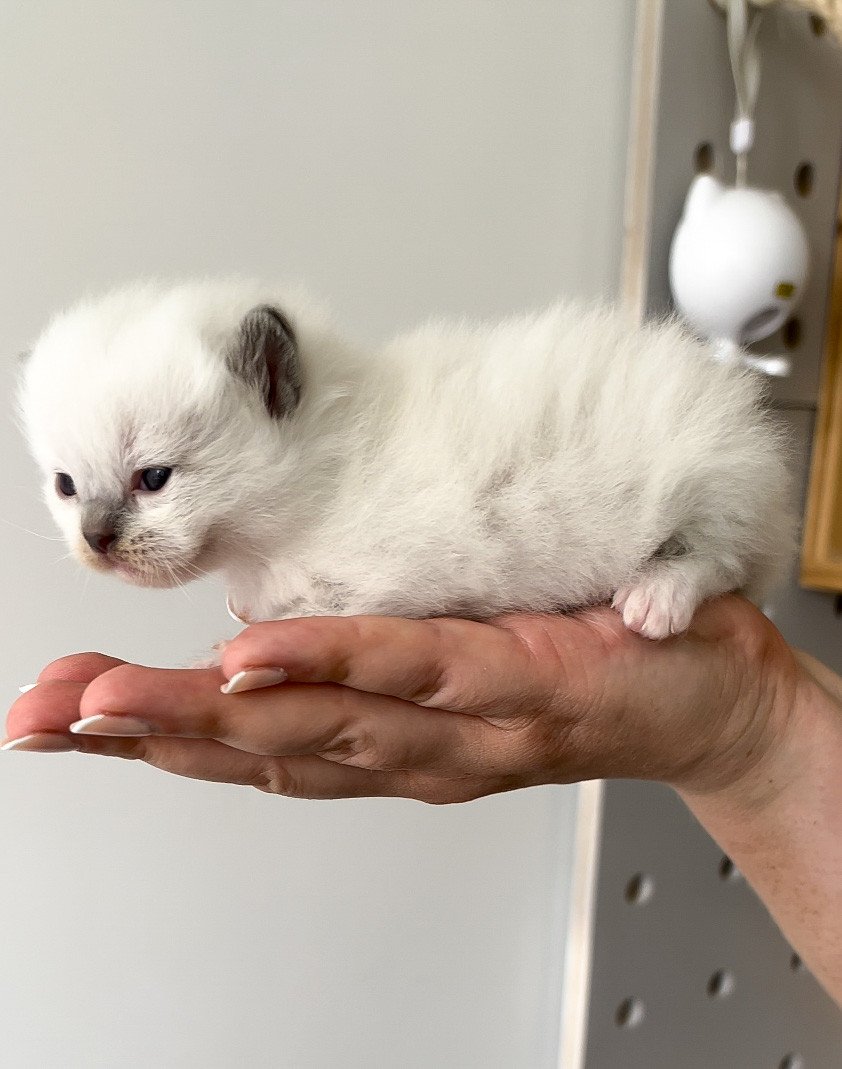 Utaka de l'Arbre aux Chats - Chaton Ragdoll Aisne | L'Arbre aux Chats