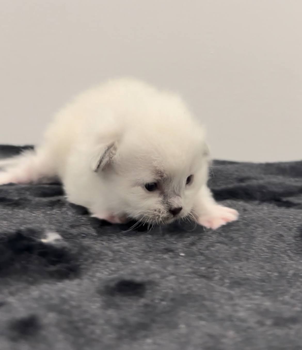 Tagada de l’Arbre aux chats - Chaton Ragdoll lLOOF disponible - femelle ...