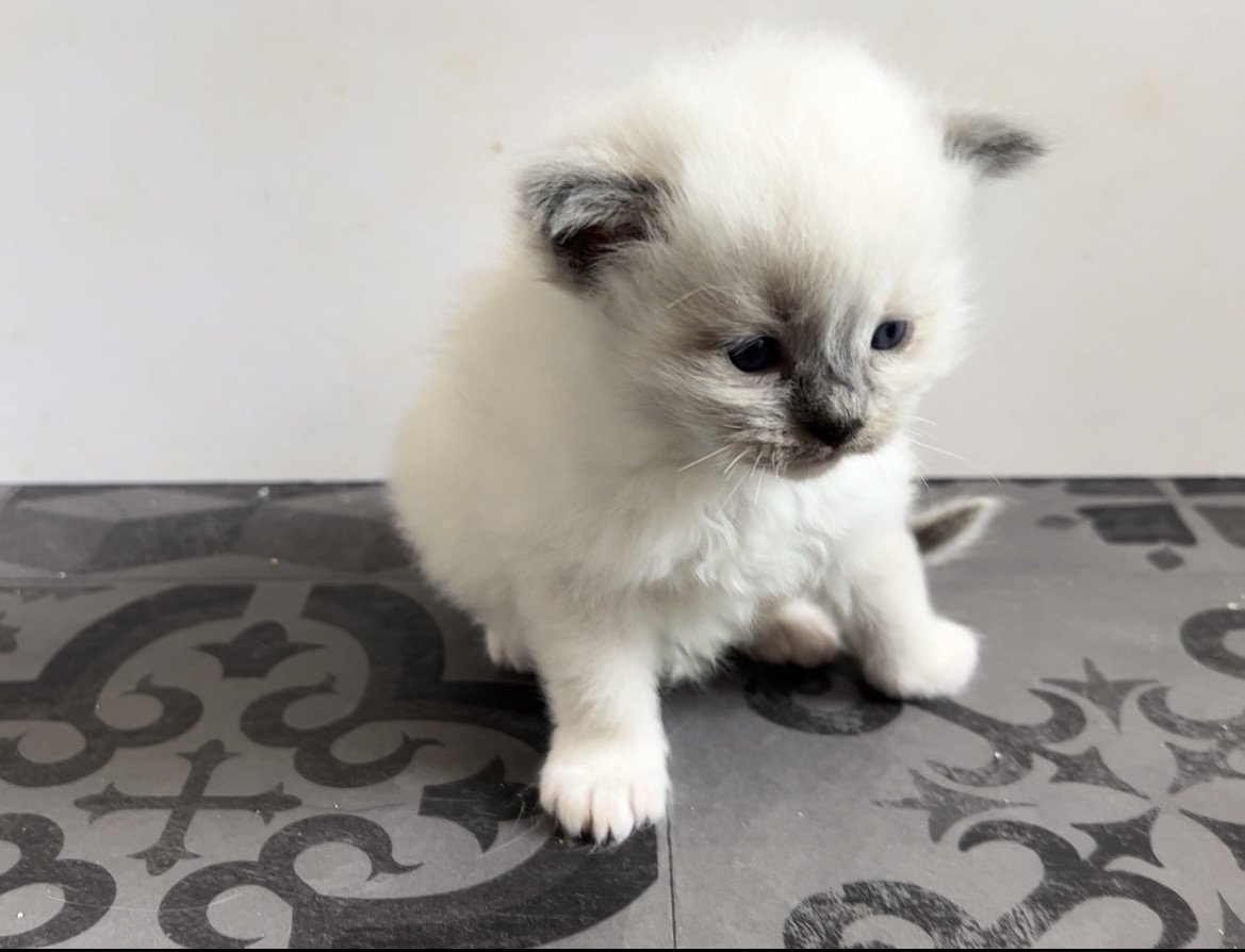 Tagada de l’Arbre aux chats - Chaton Ragdoll lLOOF disponible - femelle ...