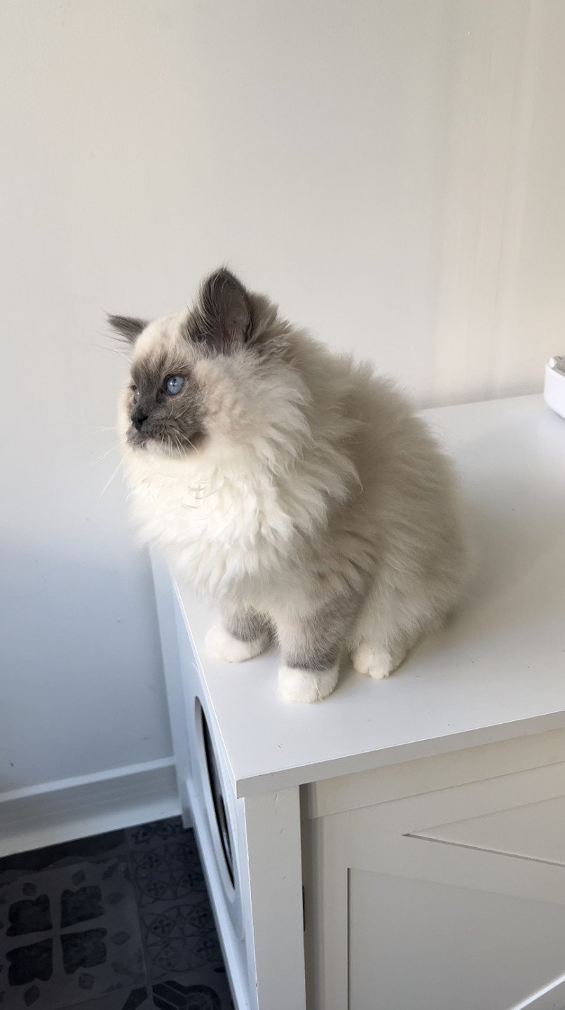 Tagada de l’Arbre aux chats - Chaton Ragdoll lLOOF disponible - femelle ...