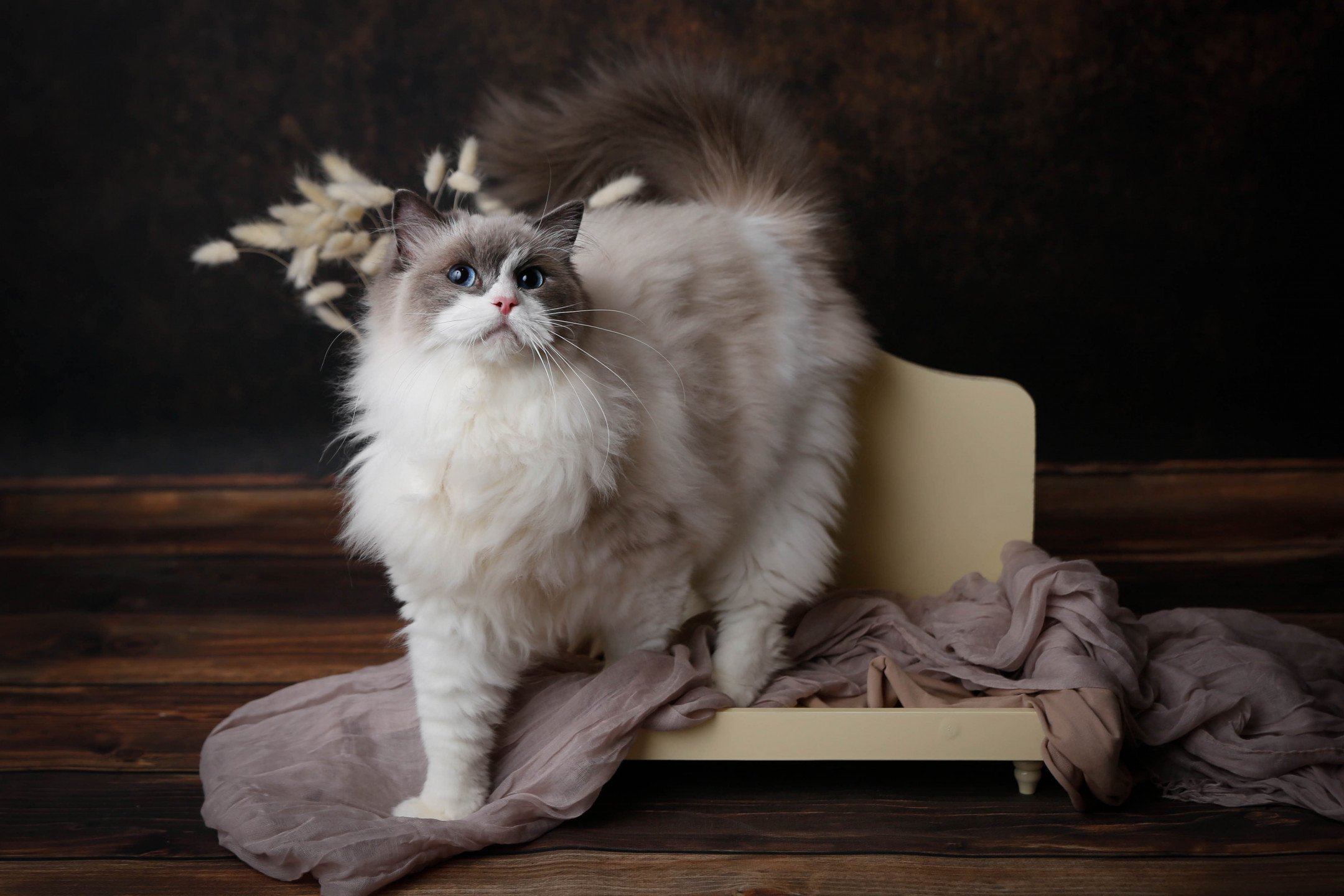 Ginger Femelle Ragdoll bleu bicolore Championne de france