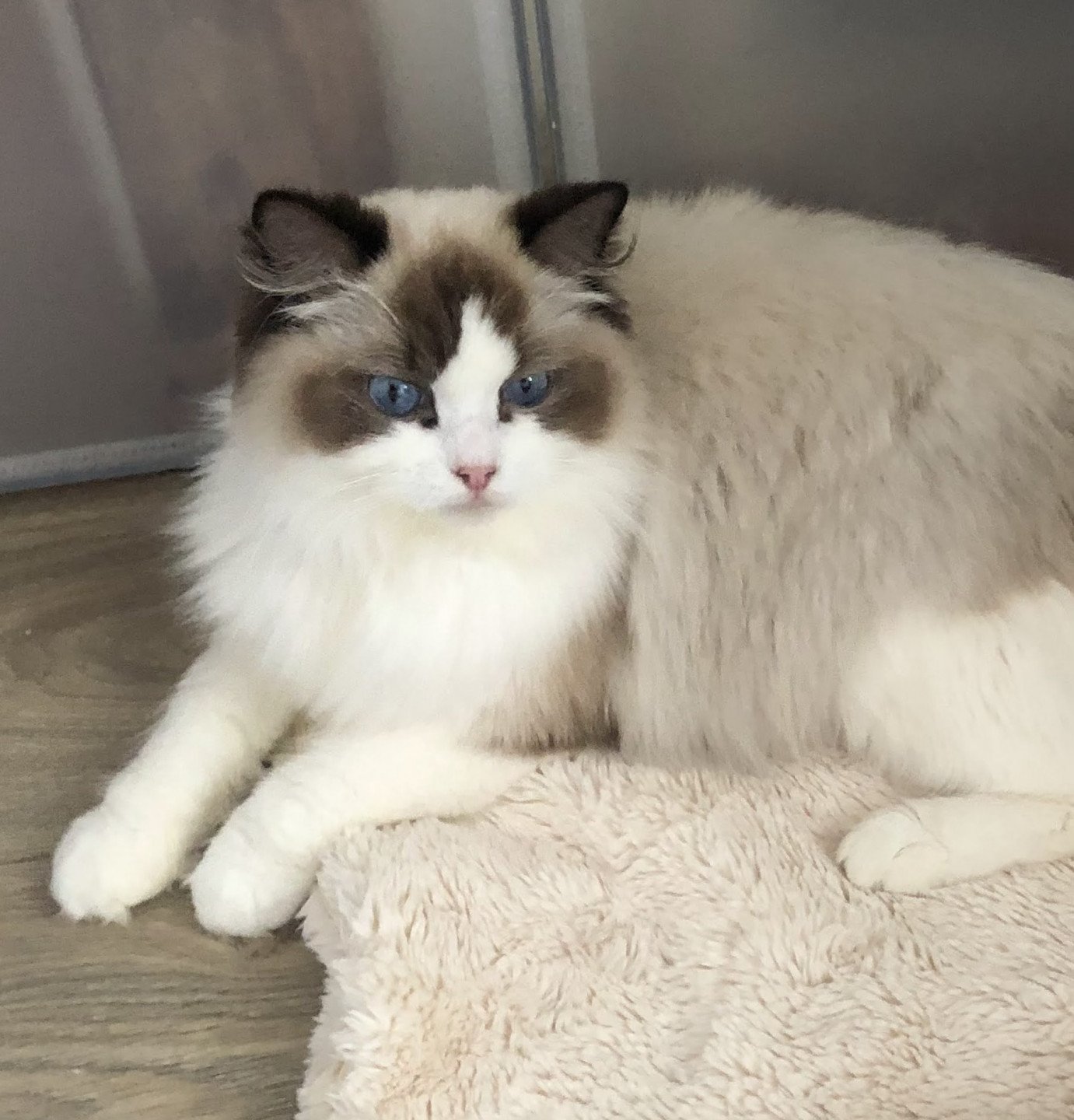 Harmony chat ragdoll femelle seal bicolore aisne