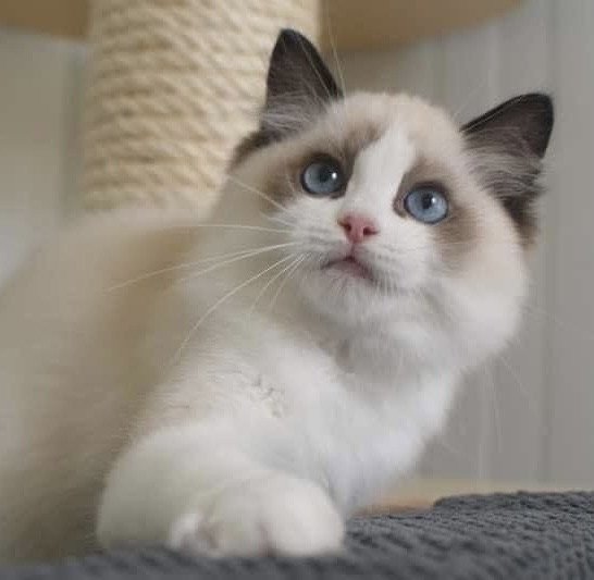 Harmony - Chat Ragdoll femelle seal bicolore - Aisne