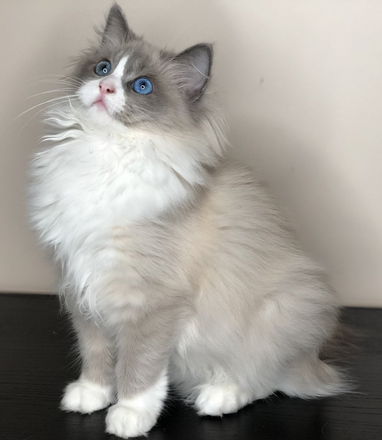 Jagodka chat ragdoll femelle bleu mink aisne l arbre aux chats