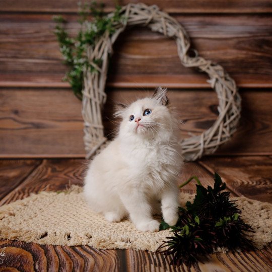 Tamaris de l'Arbre aux Chats Mâle Ragdoll