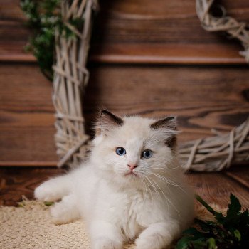 Elevage sérieux de Ragdoll LOOF chaton aux yeux bleus disponible à l’adoption - Seal bicolore - Colombe - Île de France - département 92
