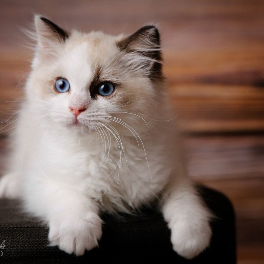 Tokyo I de l'Arbre aux Chats Femelle Ragdoll