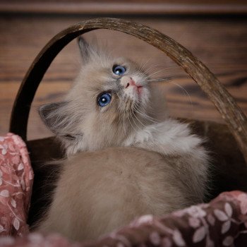Elevage Ragdoll LOOF chaton aux yeux bleus disponible à l’adoption - Bleu mink Mitted - Bicolore - Reims - Marne - département 51