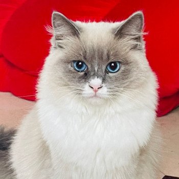 Elevage Ragdoll LOOF chaton aux yeux bleus disponible à l’adoption - Bleu mink Mitted - Bicolore - Reims - Marne - département 51