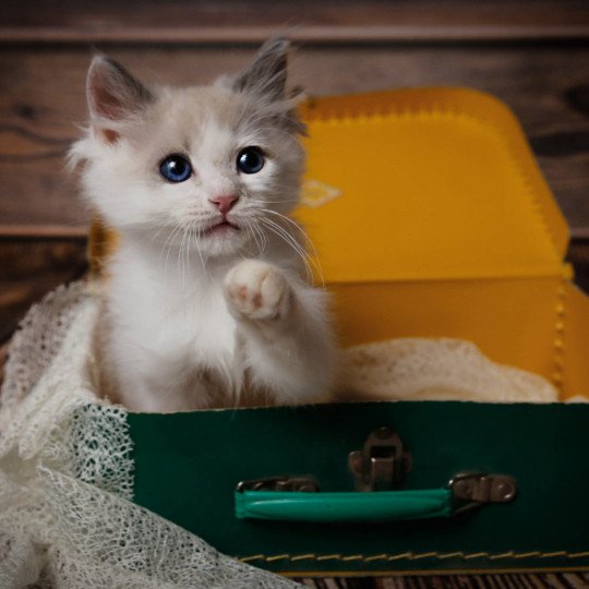 Tolkien de l'Arbre aux Chats Mâle Ragdoll