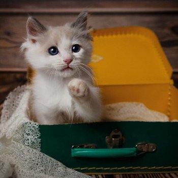 Elevage de Ragdoll LOOF chaton aux yeux bleus disponible à l’adoption - Bleubicolore- Bailly-Romainvilliers- Ile de France  - département 77