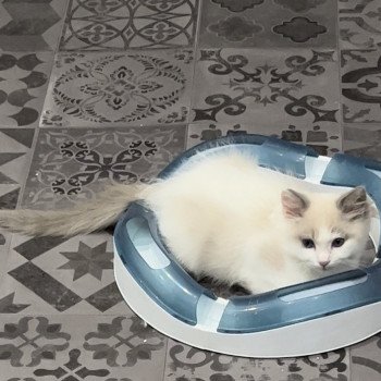 Elevage de Ragdoll LOOF chaton aux yeux bleus disponible à l’adoption - Bleubicolore- Bailly-Romainvilliers- Ile de France  - département 77