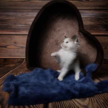 Elevage Ragdoll LOOF chaton aux yeux bleus disponible à l’adoption - Bleu mink Bicolore - Reims - Seine Saint Denis - île des France - Région Parisienne - département 93