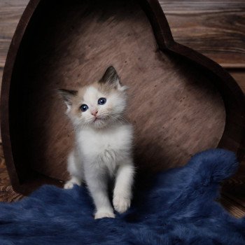 Elevage Ragdoll LOOF chaton aux yeux bleus disponible à l’adoption - Bleu mink Bicolore - Reims - Seine Saint Denis - île des France - Région Parisienne - département 93