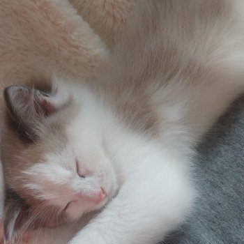 Elevage Ragdoll LOOF chaton aux yeux bleus disponible à l’adoption - Seal mink Bicolore - Reims - Seine Saint Denis - île des France - Région Parisienne - département 93