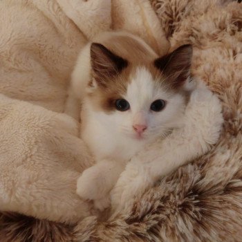 Elevage Ragdoll LOOF chaton aux yeux bleus disponible à l’adoption - Seal mink Bicolore - Reims - Seine Saint Denis - île des France - Région Parisienne - département 93