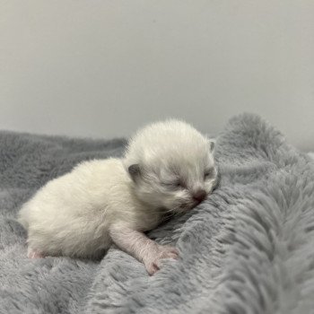 Elevage Ragdoll LOOF chaton aux yeux bleus disponible à l’adoption - Bleu Mitted - Metz -  Moselle - Région Lorraine - département 57