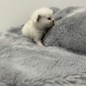 Elevage Ragdoll LOOF chaton aux yeux bleus disponible à l’adoption - Bleu Mitted - Metz -  Moselle - Région Lorraine - département 57