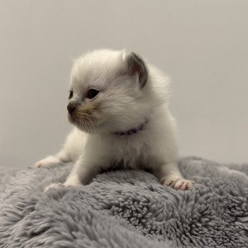 Elevage Ragdoll LOOF chaton aux yeux bleus disponible à l’adoption - Bleu Mitted - Metz -  Moselle - Région Lorraine - département 57