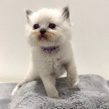 Elevage Ragdoll LOOF chaton aux yeux bleus disponible à l’adoption - Bleu Mitted - Metz -  Moselle - Région Lorraine - département 57