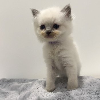 Elevage Ragdoll LOOF chaton aux yeux bleus disponible à l’adoption - Bleu Mitted - Metz -  Moselle - Région Lorraine - département 57