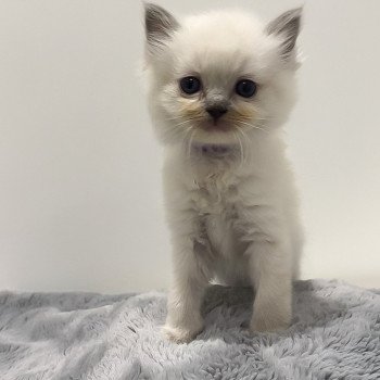 chaton Ragdoll blue mitted Miss Purple L'Arbre aux Chats