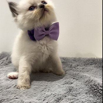 chaton Ragdoll blue mitted Tisha L'Arbre aux Chats