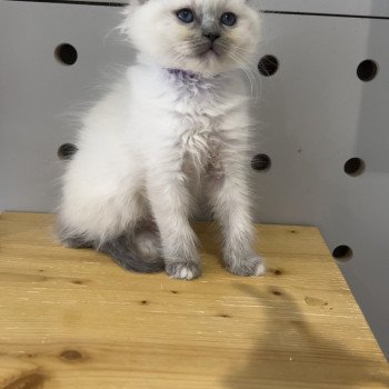 chaton Ragdoll blue mitted Tisha L'Arbre aux Chats