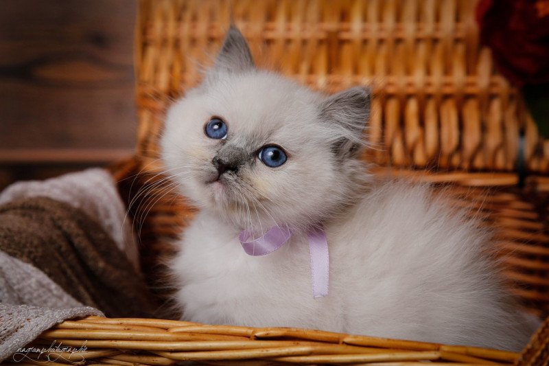 Tisha de l'Arbre aux Chats Femelle Ragdoll