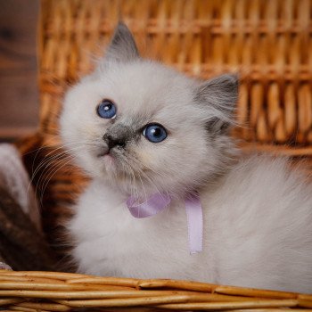 Elevage Ragdoll LOOF chaton aux yeux bleus disponible à l’adoption - Bleu Mitted - Metz -  Moselle - Région Lorraine - département 57