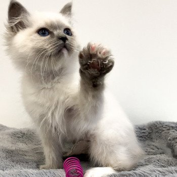 Elevage Ragdoll LOOF chaton aux yeux bleus disponible à l’adoption - Bleu Mitted - Metz -  Moselle - Région Lorraine - département 57