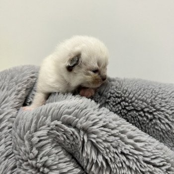 Elevage Ragdoll LOOF chaton aux yeux bleus disponible à l’adoption - Seal Mitted - Maison-Alfort - Val de Marne - Île de France - Région Parisienne - département 94