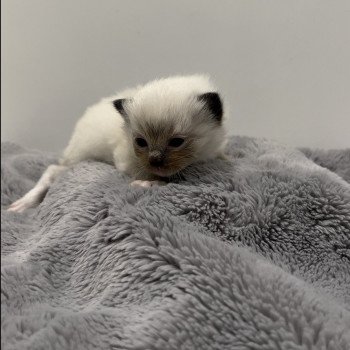 Elevage Ragdoll LOOF chaton aux yeux bleus disponible à l’adoption - Seal Mitted - Maison-Alfort - Val de Marne - Île de France - Région Parisienne - département 94