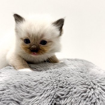 Elevage Ragdoll LOOF chaton aux yeux bleus disponible à l’adoption - Seal Mitted - Maison-Alfort - Val de Marne - Île de France - Région Parisienne - département 94