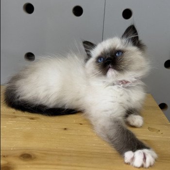 Elevage Ragdoll LOOF chaton aux yeux bleus disponible à l’adoption - Seal Mitted - Maison-Alfort - Val de Marne - Île de France - Région Parisienne - département 94