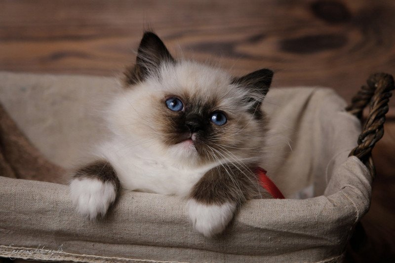 Tiburce de l'Arbre aux Chats Mâle Ragdoll