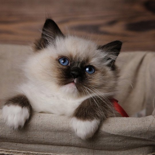 Tiburce de l'Arbre aux Chats Mâle Ragdoll