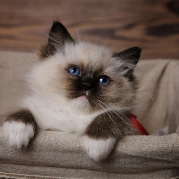 Elevage Ragdoll LOOF chaton aux yeux bleus disponible à l’adoption - Seal Mitted - Maison-Alfort - Val de Marne - Île de France - Région Parisienne - département 94