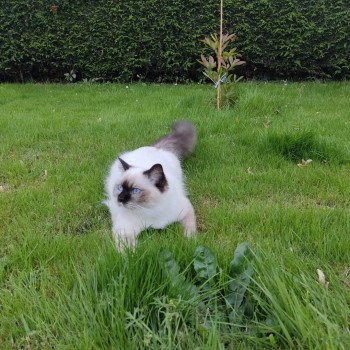 Elevage Ragdoll LOOF chaton aux yeux bleus disponible à l’adoption - Seal Mitted - Maison-Alfort - Val de Marne - Île de France - Région Parisienne - département 94