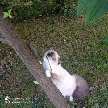 Elevage Ragdoll LOOF chaton aux yeux bleus disponible à l’adoption - Seal Mitted - Maison-Alfort - Val de Marne - Île de France - Région Parisienne - département 94