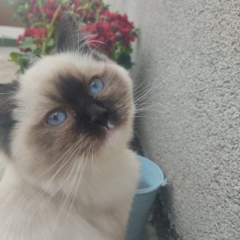 Elevage Ragdoll LOOF chaton aux yeux bleus disponible à l’adoption - Seal Mitted - Maison-Alfort - Val de Marne - Île de France - Région Parisienne - département 94