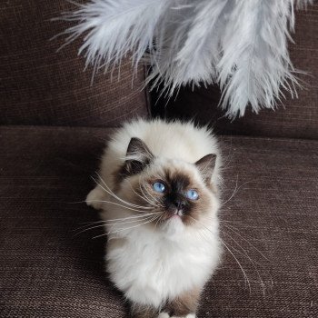 Elevage Ragdoll LOOF chaton aux yeux bleus disponible à l’adoption - Seal Mitted - Maison-Alfort - Val de Marne - Île de France - Région Parisienne - département 94