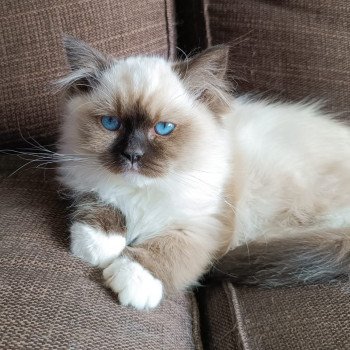 Elevage Ragdoll LOOF chaton aux yeux bleus disponible à l’adoption - Seal Mitted - Maison-Alfort - Val de Marne - Île de France - Région Parisienne - département 94