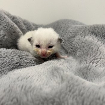 Elevage Ragdoll LOOF chaton aux yeux bleus disponible à l’adoption - Seal Bicolore - Paris - Île de France - Région Parisienne - département 75