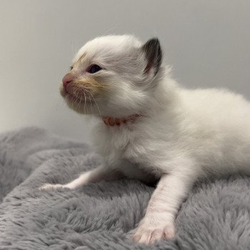 Elevage Ragdoll LOOF chaton aux yeux bleus disponible à l’adoption - Seal Bicolore - Paris - Île de France - Région Parisienne - département 75