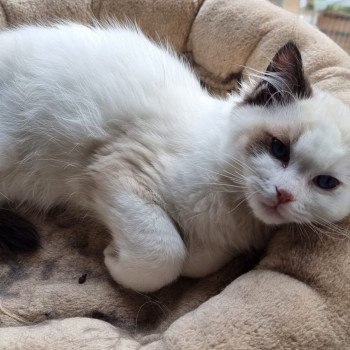 Elevage Ragdoll LOOF chaton aux yeux bleus disponible à l’adoption - Seal Bicolore - Paris - Île de France - Région Parisienne - département 75