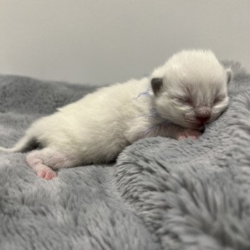 Elevage Ragdoll LOOF chaton aux yeux bleus disponible à l’adoption - Seal Mitted - Le Touquet - Paris-plage - Région Vaut de France - département 62