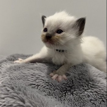 Elevage Ragdoll LOOF chaton aux yeux bleus disponible à l’adoption - Seal Mitted - Le Touquet - Paris-plage - Région Vaut de France - département 62