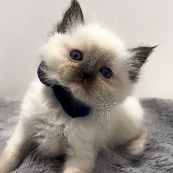 Elevage Ragdoll LOOF chaton aux yeux bleus disponible à l’adoption - Seal Mitted - Le Touquet - Paris-plage - Région Vaut de France - département 62